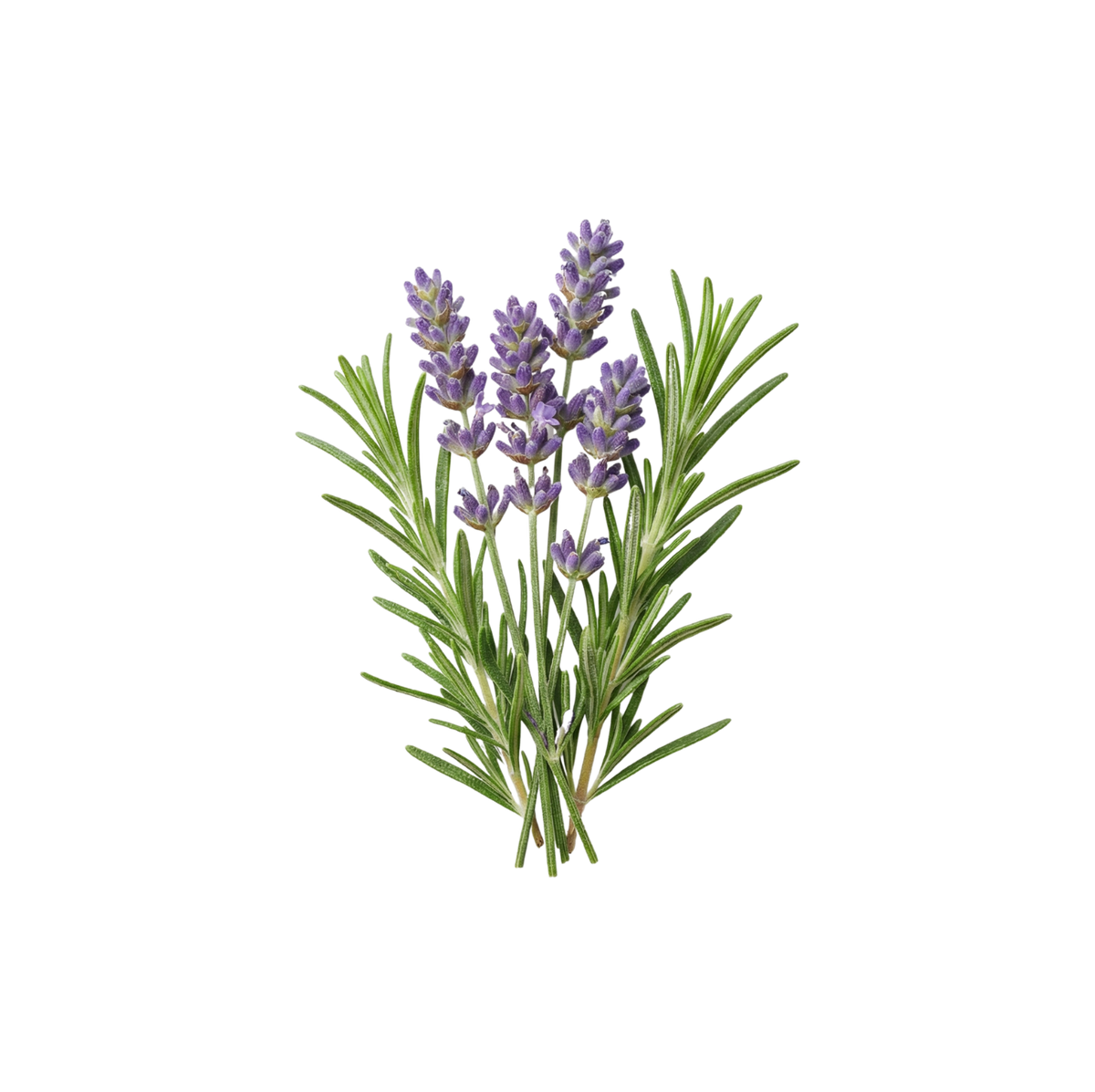 Aromatiques