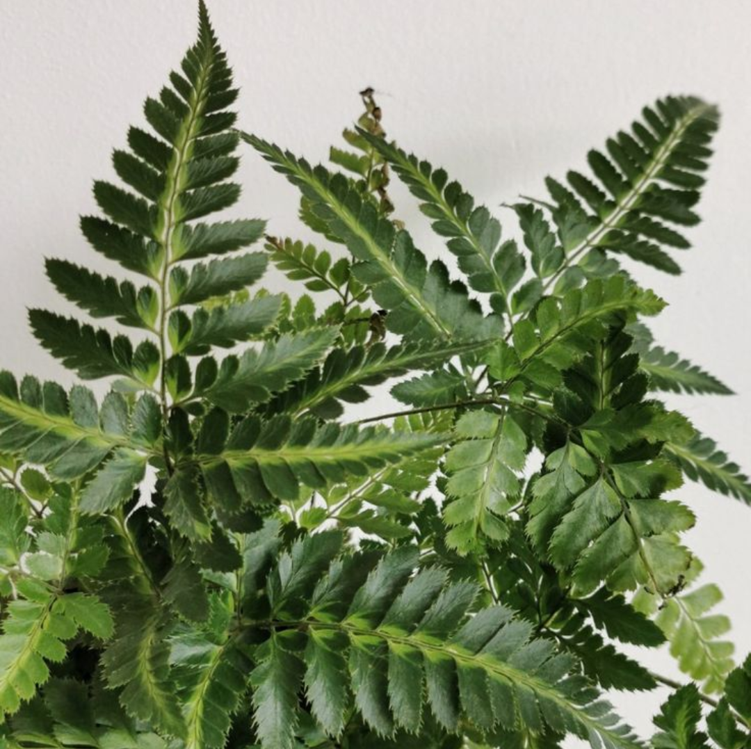 Ferns