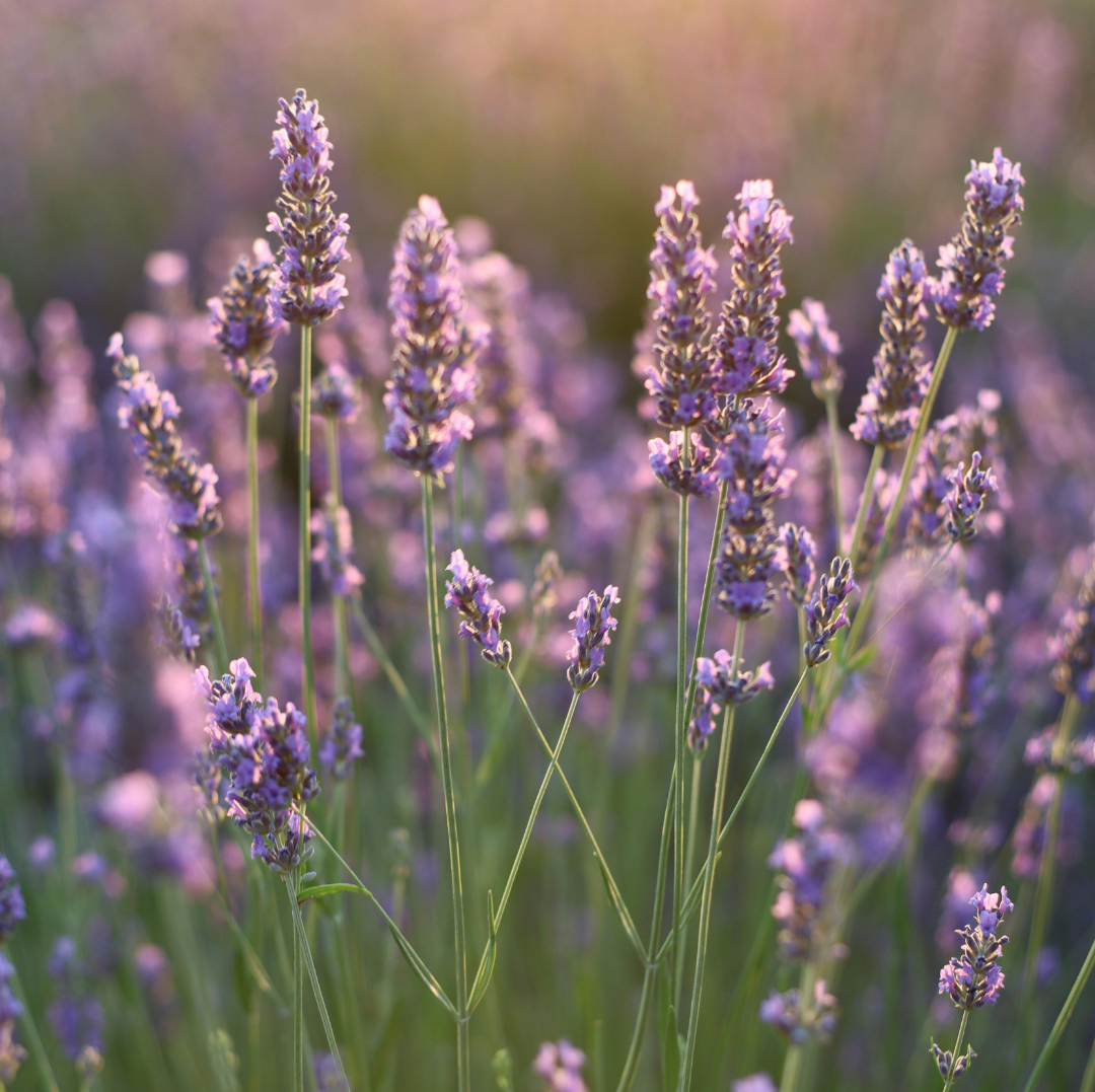 Aromatics