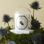 Candle Cloche
