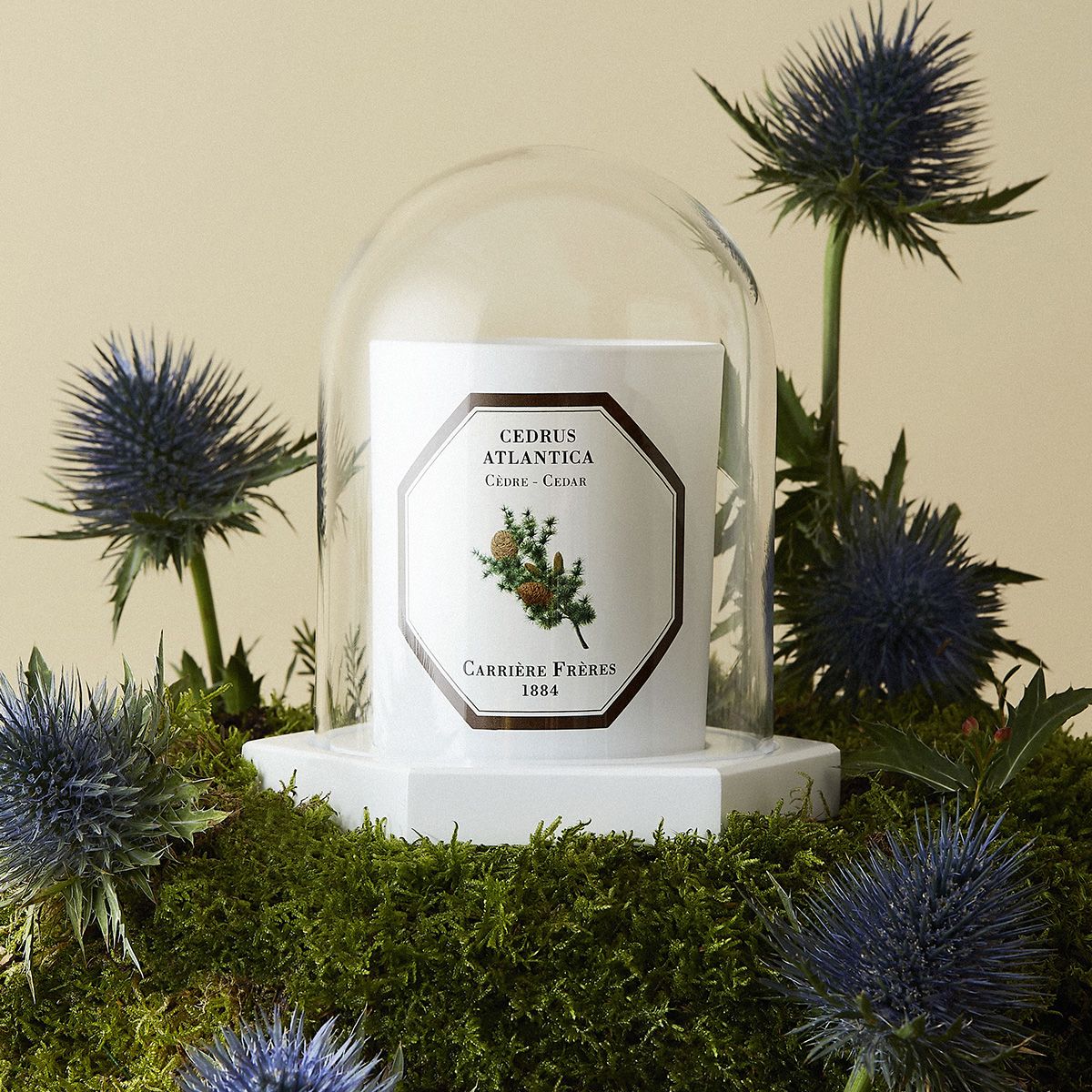 Candle Cloche
